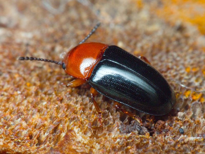 Triplax russica (Linnaeus, 1758)